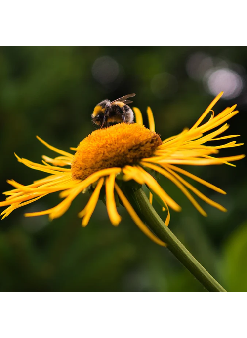 Bee Pollen Capsules