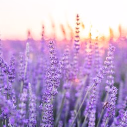 Lavender Leaves Oil