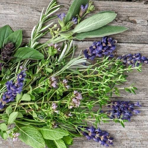 Lavender Basil Oil