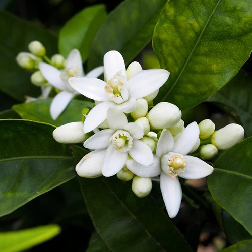 Orange Blossom Oil