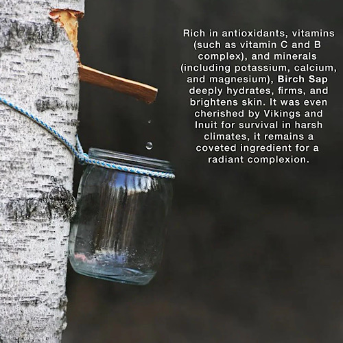 Birch Sap Facial Cleanser