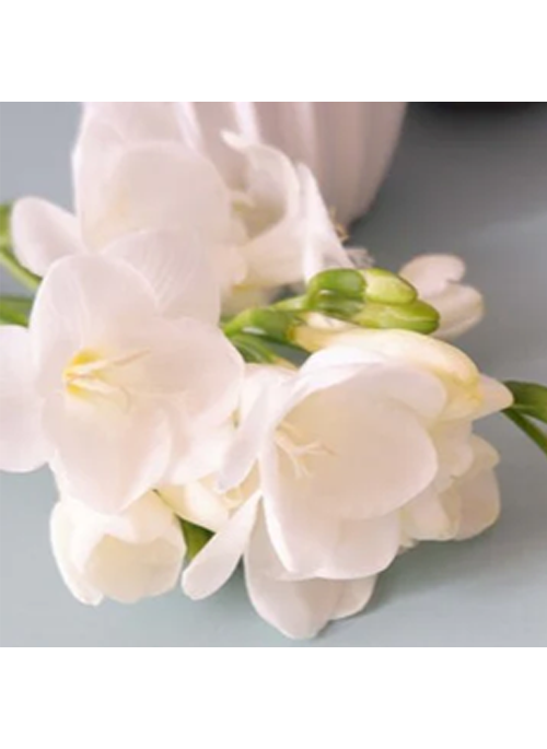 Freesia Oil