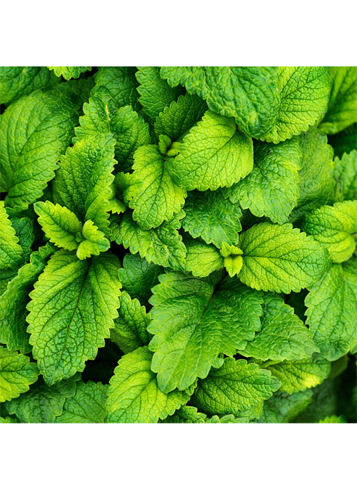 Mint Focus Oil