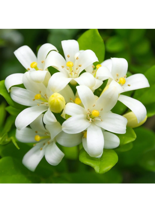 White Ginger Oil