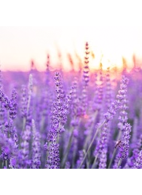  Lavender Leaves Oil