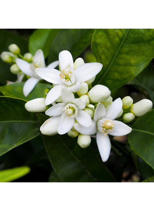 Orange Blossom Oil
