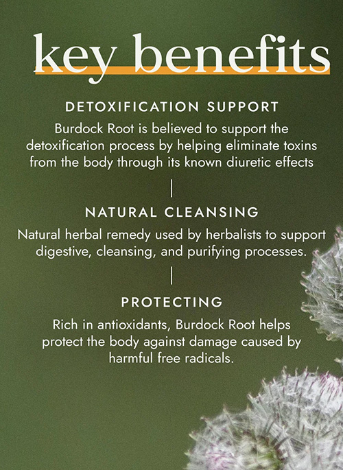Organic Burdock Root