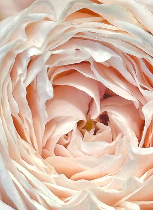 TRUESSENCE ANAHATA ROSE