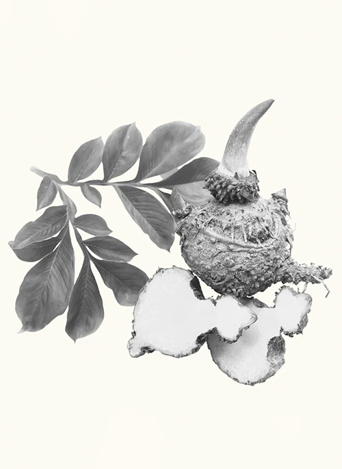 Konjac Sponge